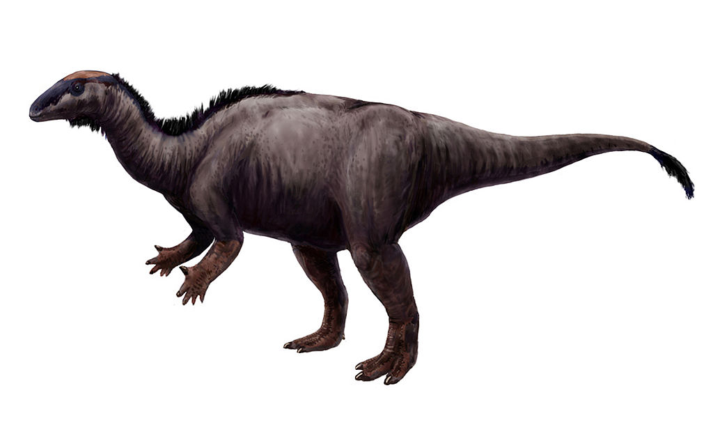 darcy camptosaurus