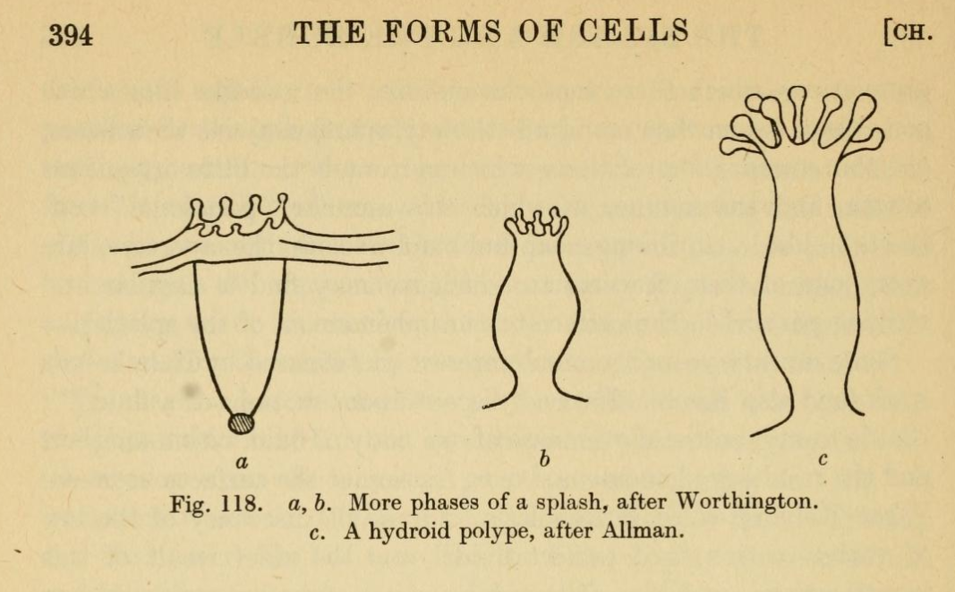 darcy cellform