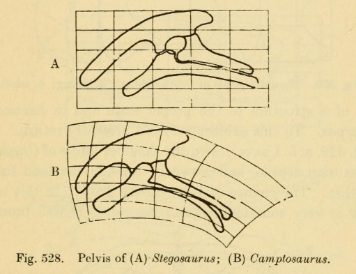 darcy pelvis